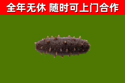 三门峡烟酒回收干海参.jpg